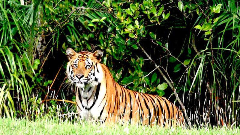 বাঘ শুধু মারেই না, মানুষকে খেয়েও ফেলে