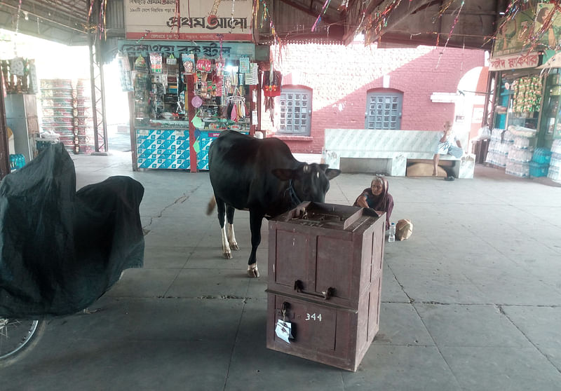 প্ল্যাটফর্মে এভাবেই বিচরণ করে গরু। এতে সেখানকার পরিবেশ নষ্ট হয় বলে অভিযোগ। সান্তাহার জংশন, বগুড়া, ৭ জুলাই। ছবি: খায়রুল ইসলাম