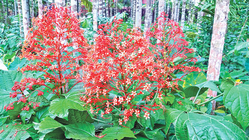 কক্সবাজারের উখিয়া উপজেলার সোনাইঝুরি গ্রামে ফুটেছে লালভা‌ন্ডির ফুল। এই শ্রাবণে তোলা।  ছবি: লেখক