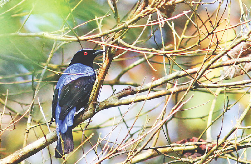 নীলপরি। মৌলভীবাজারের লাউয়াছড়া বনে।  ছবি: মনিরুল খান