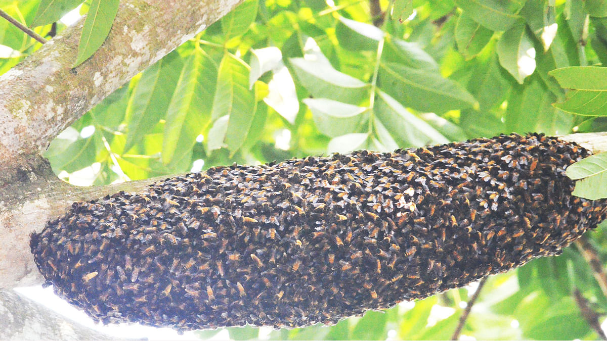 গাছে মৌমাছির চাক। দক্ষিণ মিলনপুর, দীঘিনালা, খাগড়াছড়ি, ৪ অক্টোবর। ছবি: পলাশ বড়ুয়া