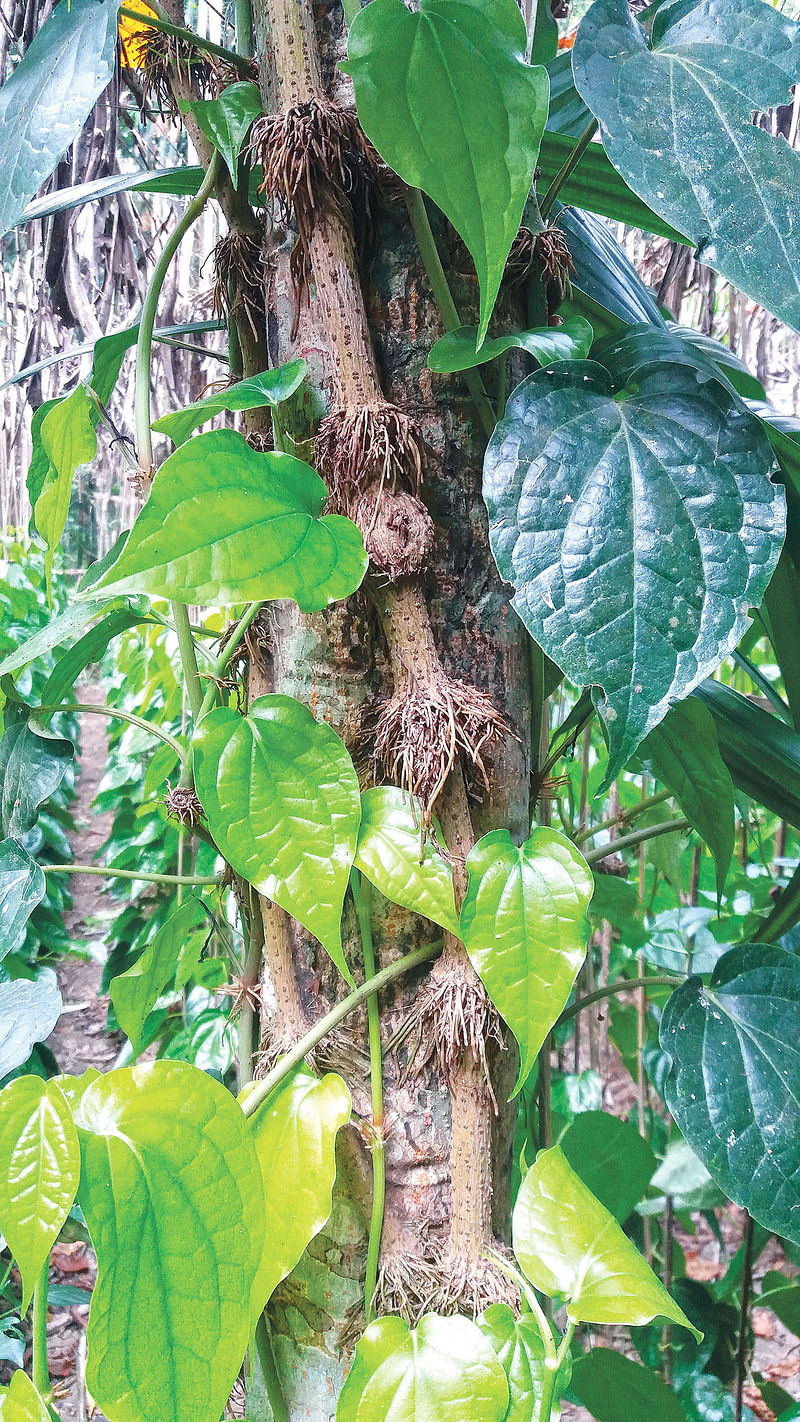 চুইঝালগাছ। যশোরের মনিরামপুরের ঘুঘুদহ গ্রামে।  ছবি: লেখক