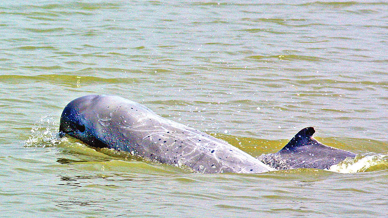 ইরাবতী ডলফিনের প্রজাতি বিশ্ব থেকে বিলুপ্তপ্রায়। টিকে আছে সাত হাজারটি। যার ছয় হাজারটি বাংলাদেশে। গত বছরের ডিসেম্বরে নিঝুম দ্বীপের মুক্তারিয়া খালে।  ছবি: দীলিপ কে দাশ