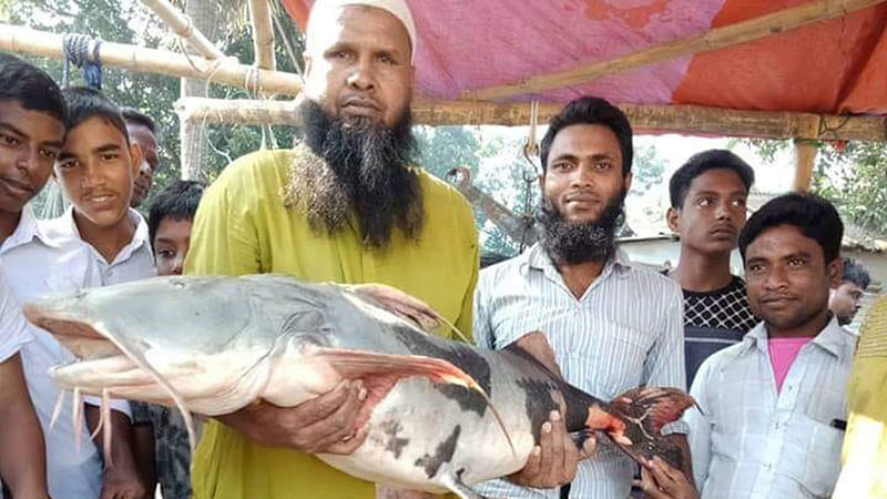 আত্রাই নদে বড়শিতে ধরা পড়েছে ২০ কেজি ওজনের বাঘাইড়। মাছটি স্থানীয় বাজারে বিক্রি হয়। ছবি: আনিসুর রহমান