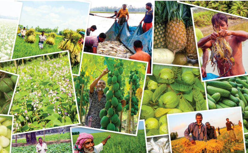 কৃষি উৎপাদনে বাংলাদেশের চমকপ্রদ অর্জন বিশ্ববাসীর নজর কেড়েছে