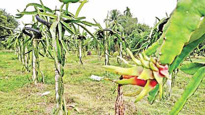 গাজীপুরের শ্রীপুর উপজেলায় দুই তরুণের খামারে গাছে ড্রাগন ফল।  ছবি: প্রথম আলো