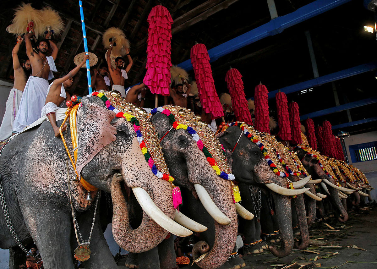 ভারতে এক ধর্মীয় উৎসব উপলক্ষে সাজানো হয়েছে হাতির দলকে। কচি, কেরালা, ভারত, ৫ ডিসেম্বর। ছবি: রয়টার্স