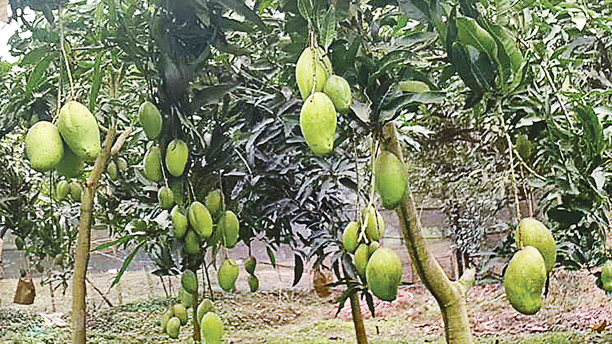 চাঁপাইনবাবগঞ্জের গোমস্তাপুর উপজেলার বোয়ালিয়া ইউনিয়নের নওদাপাড়ার সিরাজুল ইসলামের বাগানে থোকা থোকা আম।  ছবি: প্রথম আলো