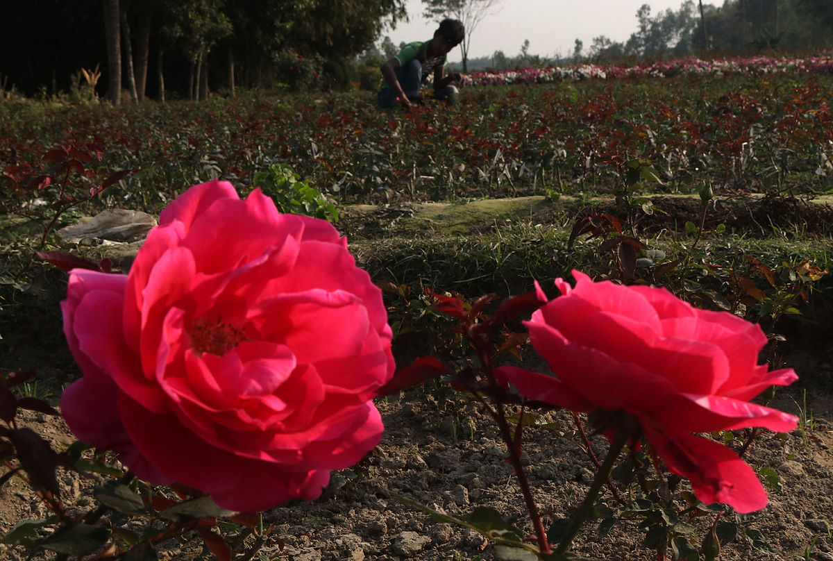 বড় বড় গোলাপ ফুল। তাই নার্সারির ব্যবসায়ীরা নাম দিয়েছেন তাজমহল গোলাপ। তাই তো ঐতিহাসিক মহাস্থান এলাকাকে ঘিরে প্রায় শতাধিক নার্সারি গড়ে উঠেছে। সেখানে ফুলগাছ, ফলগাছ ও মৌসুমি ফুল বিক্রির হিড়িক পড়েছে। সেখানে ড্রপ সালভিয়া ফুলগাছ পরিচর্যা করছেন রাব্বী হাসান।