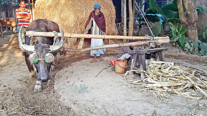 মহিষ দিয়ে চলছে আখ মাড়াই। গতকাল সকালে রাজনগর উপজেলার মিটিপুর গ্রামে।  প্রথম আলো