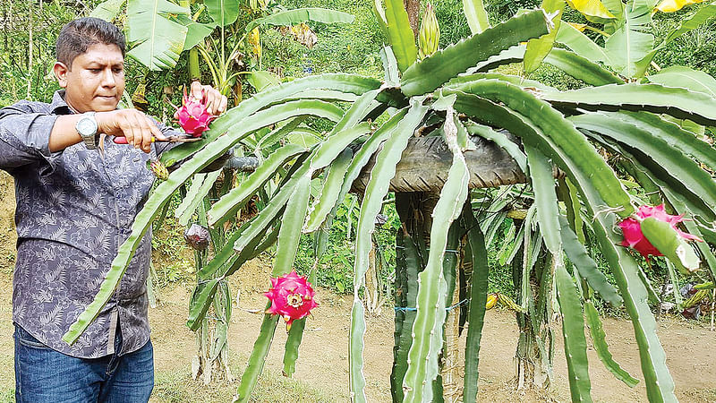 বাগানের গাছ থেকে ড্রাগন ফল তুলছেন তরুণ চাষি ইউসুফ আজাদ মুন্না। সম্প্রতি বান্দরবানের নাইক্ষ্যংছড়ি সদরের আদর্শগ্রামে।  প্রথম আলো