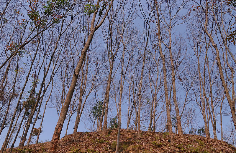 শীতে সবুজ বনভূমি এখন জীর্ণশীর্ণ