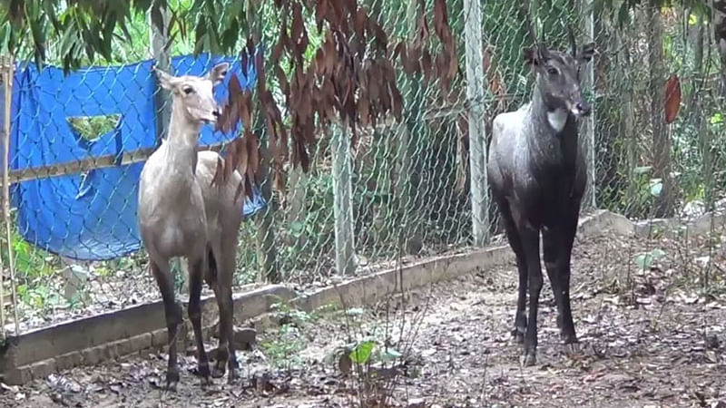 দিনাজপুরের রামসাগর জাতীয় উদ্যানে দুই নীল গাই। ছবি: প্রথম আলো