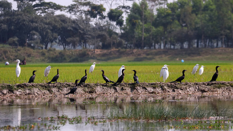 ফাইল ছবি