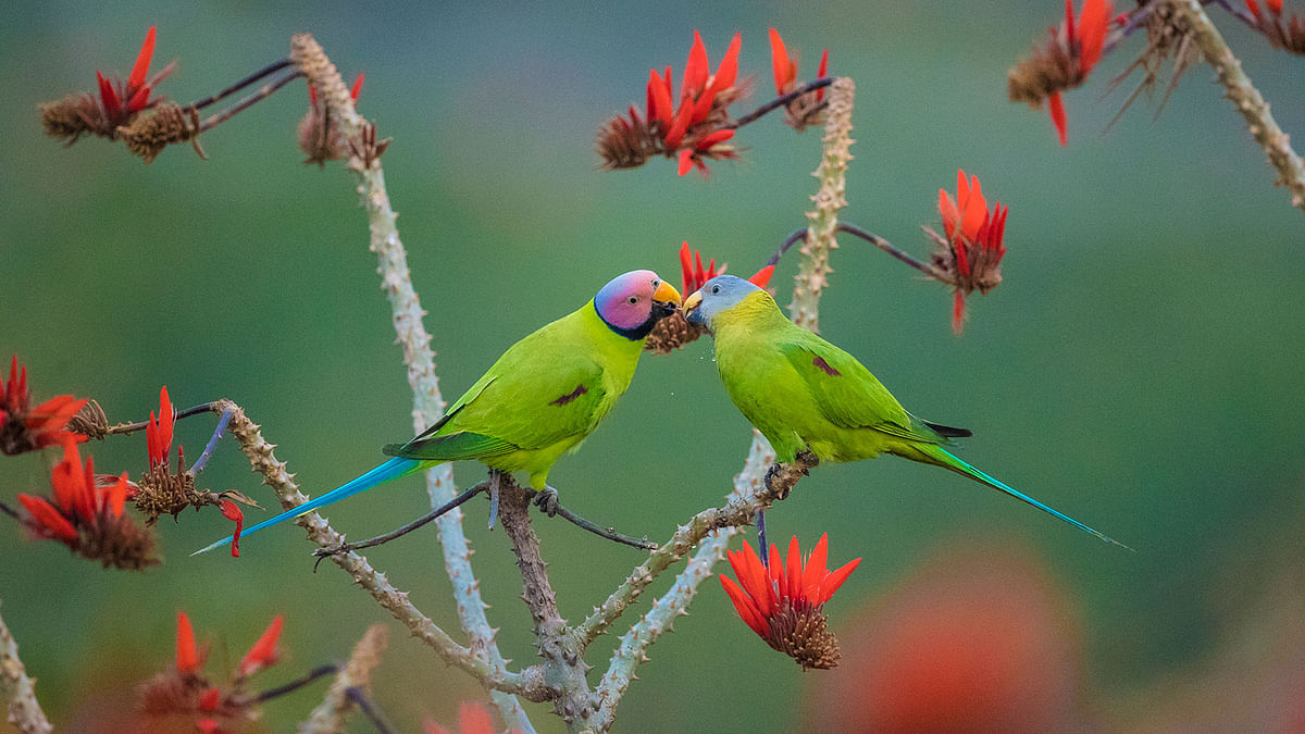 ফুলের কাছে গিয়ে ভালোবাসাবাসি দুই ফুলমাথা টিয়ার।