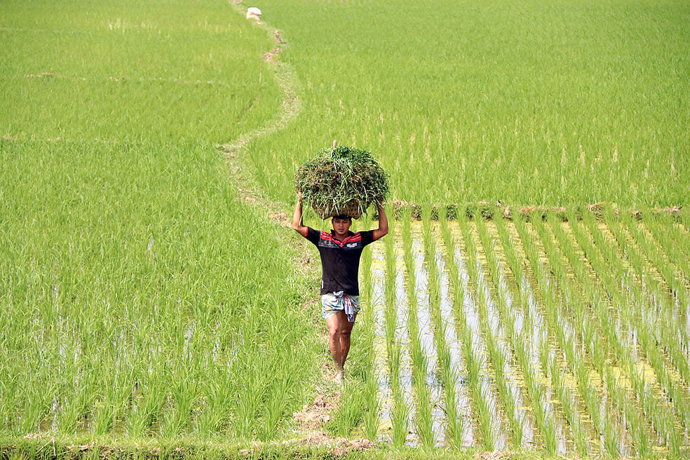 মাঠ থেকে ঘাস কেটে বাড়ি ফিরছেন কৃষক। শিমড়া, কুমিল্লা, ১০ মার্চ। ছবি: এমদাদুল হক