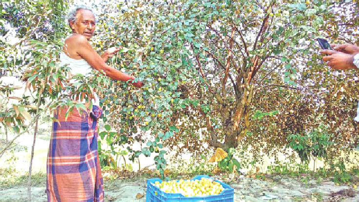 কোটালীপাড়ার জহরকান্দি গ্রামে গাছ থেকে কুল সংগ্রহ করা হচ্ছে। সাম্প্রতিক ছবি।  প্রথম আলো