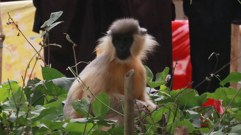 সিলেট অঞ্চলের চিরসবুজ বনগুলোর বাসিন্দা বিপন্ন এই মুখপোড়া হনুমান।