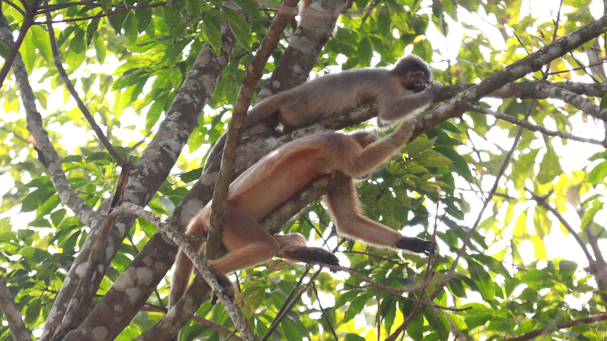 দুটিতে মিলে পাতা খেতে ব্যস্ত।