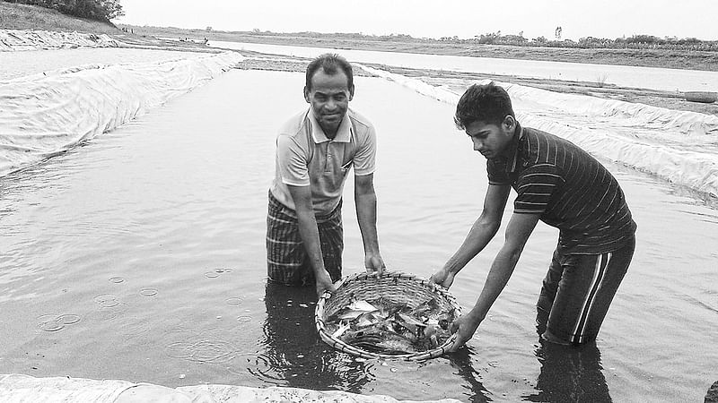 ঝিনাইদহের শৈলকুপায় গড়াই নদের চরে তিন বছর ধরে মাছ চাষ করছেন সাগর (বাঁয়ে)। বালু সরিয়ে পলিথিন বিছিয়ে কৃত্রিম পুকুর তৈরি করে পাঁচ মাস চলে এই চাষ। তারপর চরটি চলে যায় পানির নিচে।  প্রথম আলো