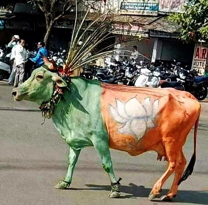 বিজেপির প্রতীক ও পতাকার আদলে রং করা হয়েছে একটি গরুকে। ছবি: ভাস্কর মুখার্জি