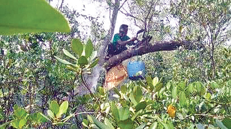 সুন্দরবনে মধু সংগ্রহ করছেন এক মৌয়াল।  ছবি: প্রথম আলো