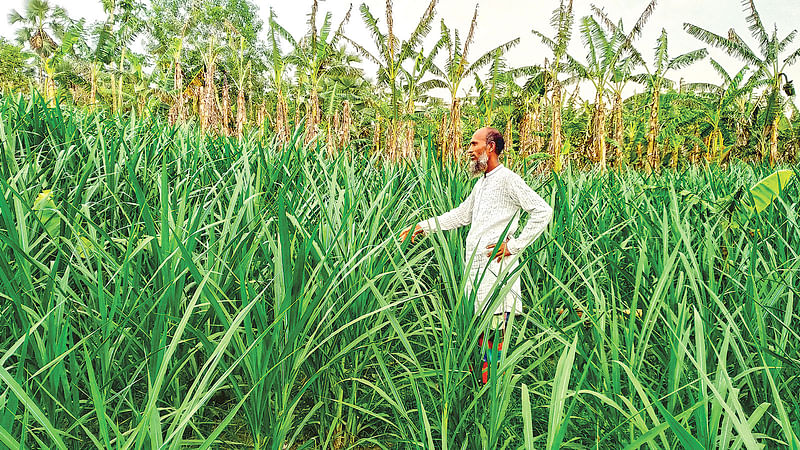 শ্রীপুর উপজেলার লতিফপুর গ্রামের উন্নত জাতের ঘাসের মাঠ। সম্প্রতি তোলা ছবি।  প্রথম আলো