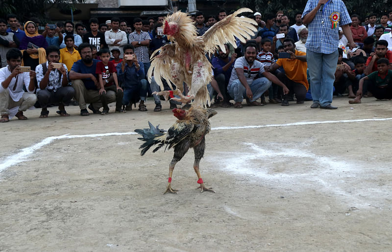 পাশা (সাদা) ও ড্রাগনের (লাল) লড়াই চলছে। ছবি: সোহেল রানা