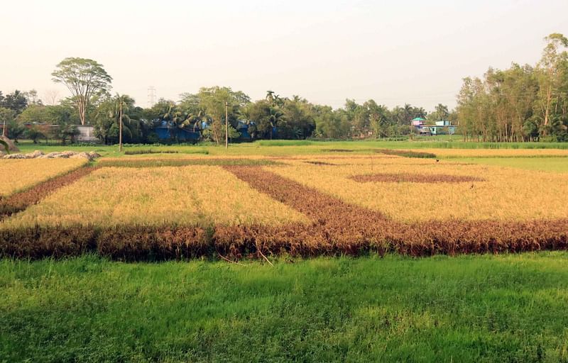 এ যেন আলপনা আঁকা কোনো ধানখেত