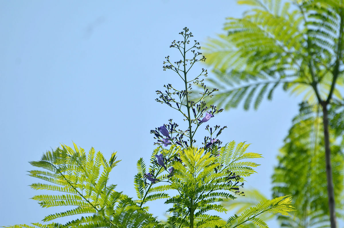 ফুলটির আসল নাম মূলত জ্যাকারান্ডা। ইংরেজি নাম Blue Jacaranda । বৈজ্ঞানিক নাম Jacaranda mimosifolia