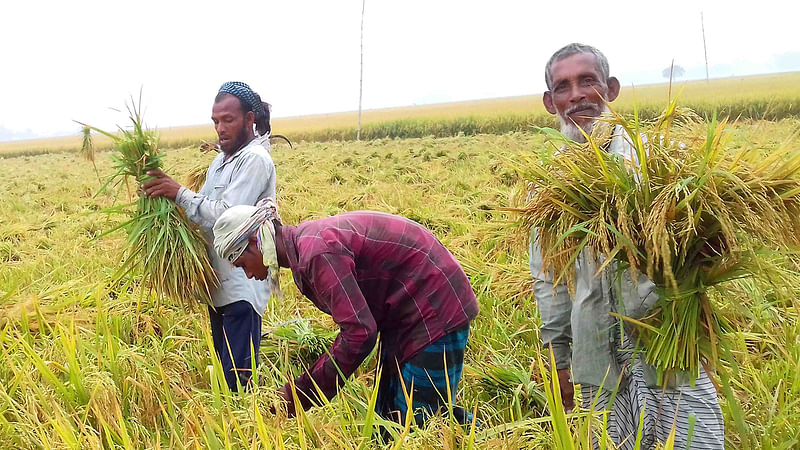 চলনবিলে শুরু হয়েছে চলতি মৌসুমের ইরি-বোরো ধান কাটার উৎসব। ছবি: মুক্তার হোসেন