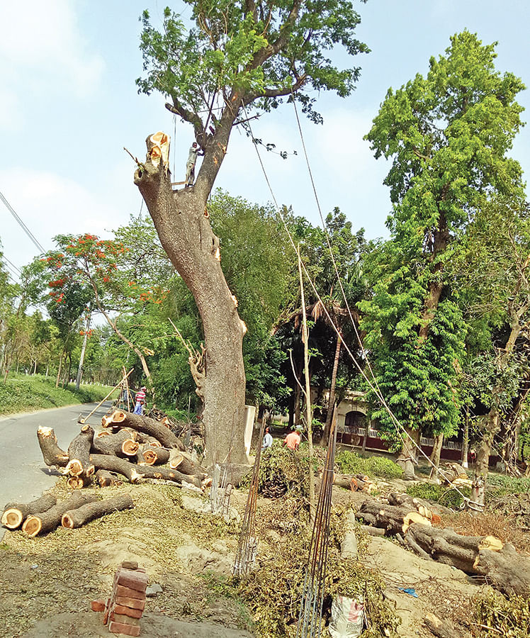 রাজশাহী কারা প্রশিক্ষণ একাডেমির সীমানাপ্রাচীর নির্মাণের জন্য এই গাছগুলো কেটে ফেলা হয়েছে। গতকাল তোলা ছবি।  প্রথম আলো