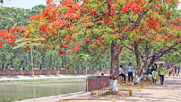 ধুলা, দূষণ আর কংক্রিটের নগরীতে কৃষ্ণচূড়া এনেছে লাবণে্যর স্পর্শ। দাবদাহে যানজটে নাকাল নগরবাসীর মনে কিছুটা হলেও প্রশান্তি বয়ে আনে। চন্দ্রিমা উদ্যান এলাকার ক্রিসেন্ট লেক এলাকায়।  ছবি : সাইফুল ইসলাম