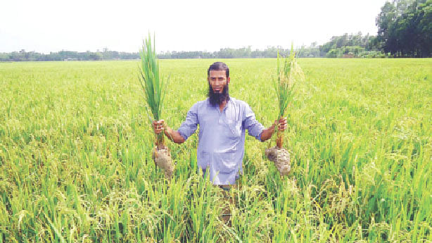 কৃষকের এক হাতের গাছে ধান ধরেছে। অন্য হাতের গাছে এখনো ধানই আসেনি। বৃহস্পতিবার নালিতাবাড়ীর নন্নী ইউনিয়নের পশ্চিমপাড়া গ্রামে।  প্রথম আলো