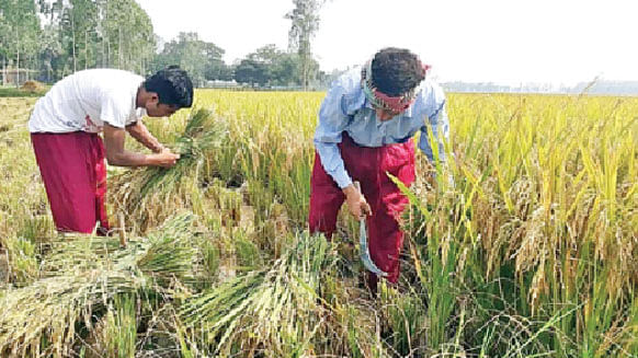 জোঁকের কারণে বিশেষ পাজামা পরে ধান কাটছেন চাষিরা। গত শুক্রবার সখীপুর উপজেলার কাকড়াজান ইউনিয়নের হামিদপুর গ্রামে।  ছবি: প্রথম আলো