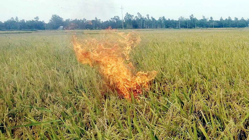 ধানের দাম কম। আবার কৃষি শ্রমিকের মজুরি বেশি। এই রাগে টাঙ্গাইলের কালিহাতী উপজেলার বানকিনা গ্রামের কৃষক আবদুল মালেক সিকদার গতকাল রোববার দুপুরে নিজের পাকা ধানে পেট্রল ঢেলে আগুন লাগিয়ে দেন। ছবি: প্রথম আলো