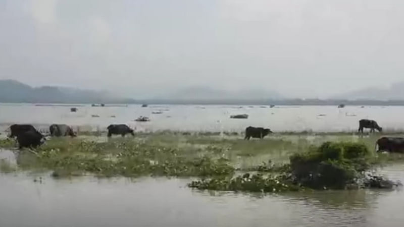 আসামের কাজিরাঙা জাতীয় উদ্যানে ২০১৮ সালের বন্যা। প্রথম আলো ফাইল ছবি