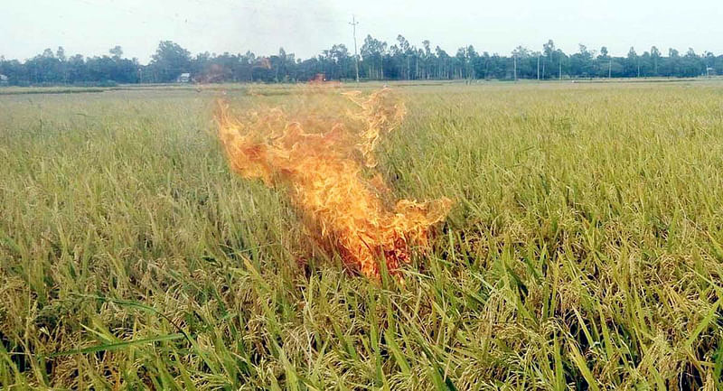 ধানের ন্যায্যমূল্য না পেয়ে টাঙ্গাইলের কালীহাতির কৃষক মালেক সিকদার প্রতিবাদস্বরূপ নিজের পাকা ধানের মাঠে নিজেই আগুন দেন। ছবি: প্রথম আলো