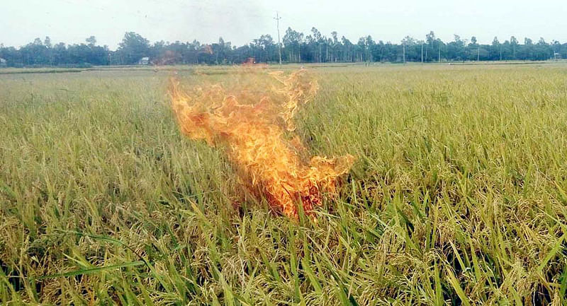 নিজের পাকা ধানে আগুন লাগিয়ে ব্যতিক্রমী প্রতিবাদ জানিয়েছেন টাঙ্গাইলের কৃষক আবদুল মালেক সিকদার।