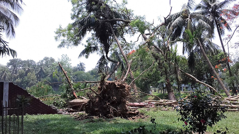 রাজশাহী বিশ্ববিদ্যালয়ে শুক্রবার বিকেলে ঝড়বৃষ্টিতে প্যারিস রোডের পাশের একটি গগন শিরীষ গাছ শেকড়সহ উপড়ে গিয়ে উপাচার্য ভবনের প্রাচীর ভেঙে পড়ে যায়। শনিবার দুপুরে প্যারিস রোডে। ছবি: তাপস কুমার সরকার।