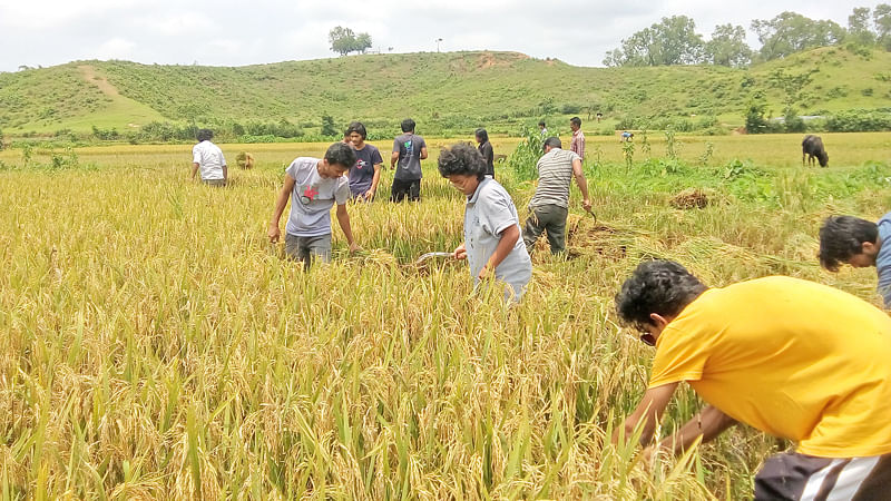 সহমর্মিতা জানাতে সিলেটের এক কৃষকের খেতের ধান কেটে দিচ্ছেন শাহজালাল বিজ্ঞান ও প্রযুক্তি বিশ্ববিদ্যালয়ের শিক্ষার্থীরা