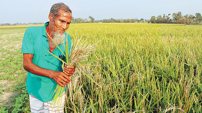 যে লোকটি সবার খাদ্য জোগায়, সে-ই থাকে খাদ্যশৃঙ্খলের সবার নিচে। কৃষককে সবাই খায়, শোষণ করে, কিন্তু কৃষক কাউকে শোষণ করতে পারে না। কারণ, তার তলায় ঠকানোর মতো কোনো শ্রেণি নেই। ছবি প্রথম আলো