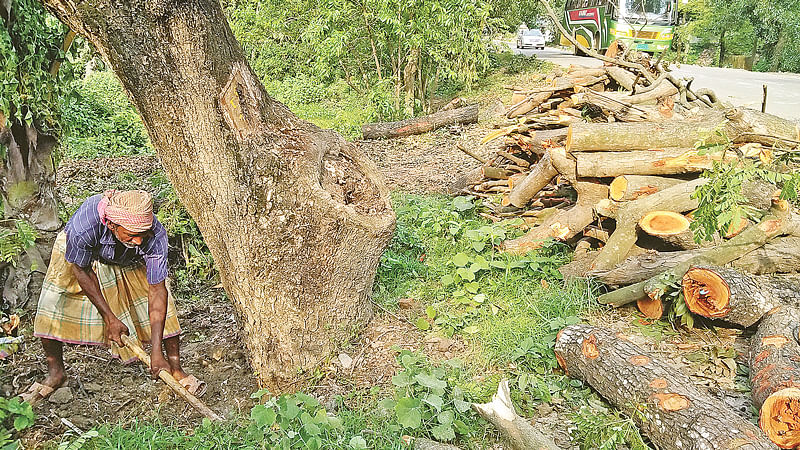 মির্জাপুরে সড়ক প্রশস্ত করতে গিয়ে কাটা হচ্ছে গাছ। গত রোববার বিকেলে।  প্রথম আলো