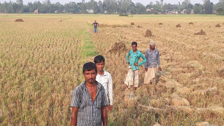 কালিহাতীর বানকিনা গ্রামের খেতে ধান কাটতে আসা শ্রমিকেরা। ছবি: আসাদুজ্জামান