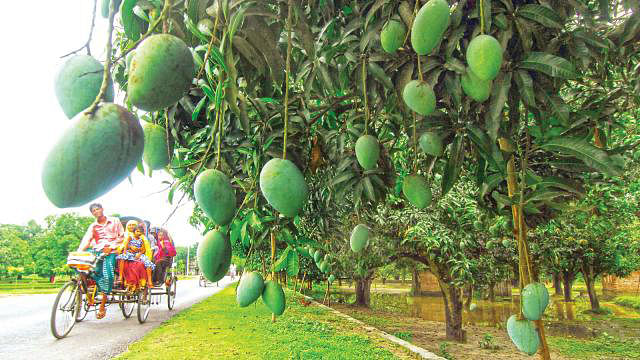 চাঁপাইনবাবগঞ্জের কানসাটে সড়কের পাশের একটি আমবাগান। জিয়া ইসলামের তোলা ফাইল ছবি