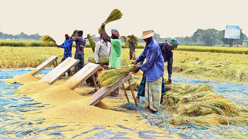 ধানমাড়াইয়ে ব্যস্ত কৃষক