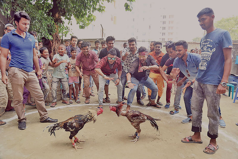 দোস্ত দুশমন টেলিছবির একটি দৃশ্যে লড়াইরত মিশু সাব্বির ও সজলের দুটি মোরগ