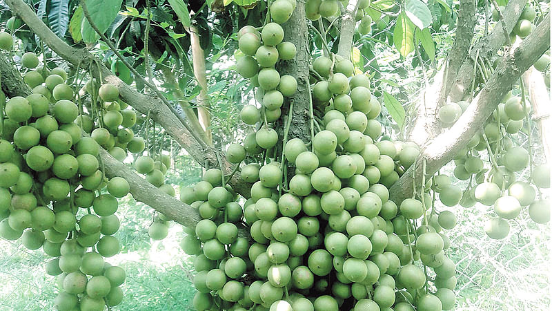 চাঁপাইনবাবগঞ্জ হর্টিকালচার সেন্টারের আম বাগানের মধ্যে একটি ছোট গাছে থোকায় থোকায় ধরে আছে লটকন। ছবি: প্রথম আলো