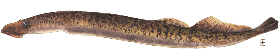 সামুদ্রিক ল্যামপ্রে মাছ। ছবি: উইকিমিডিয়া কমনস