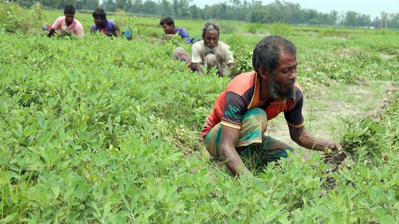 একসঙ্গে বাদাম তুলছেন চাষিরা।